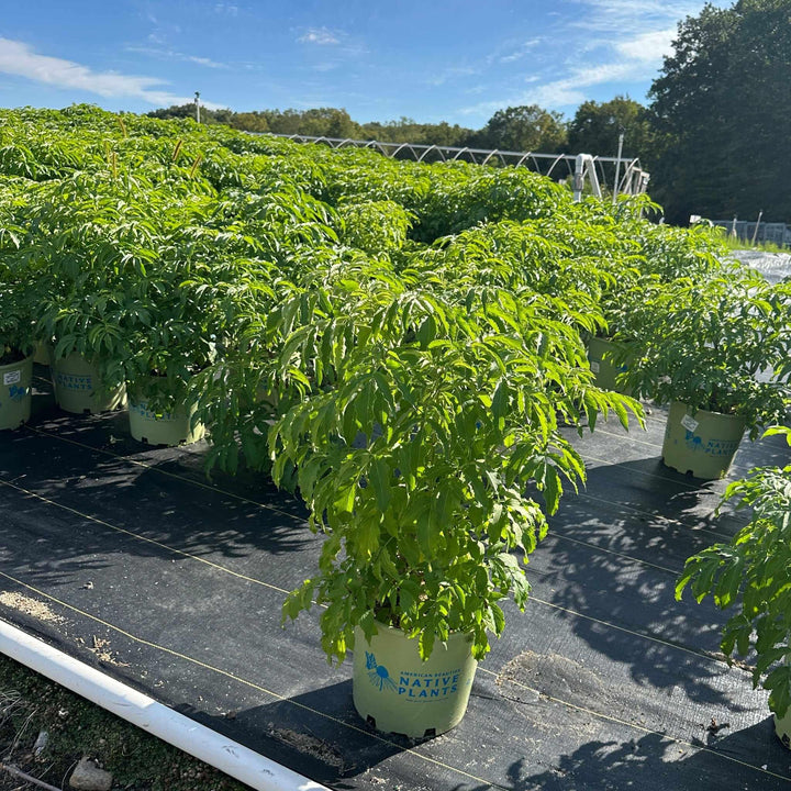 Adams Elderberry