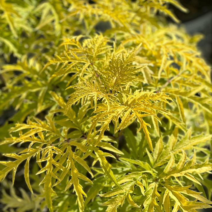 Lemony Lace®Elderberry