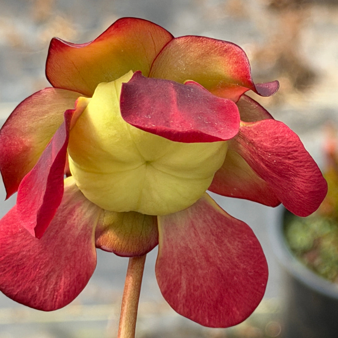 Bug Bat pitcher plant |Spotswood Greenery