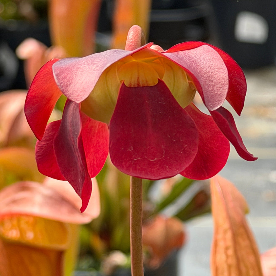 Bug Bat pitcher plant |Spotswood Greenery