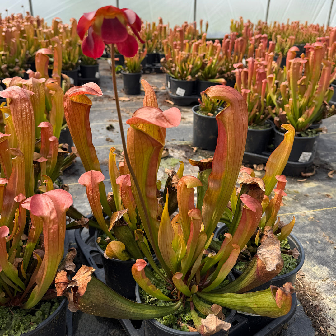 Bug Bat pitcher plant |Spotswood Greenery