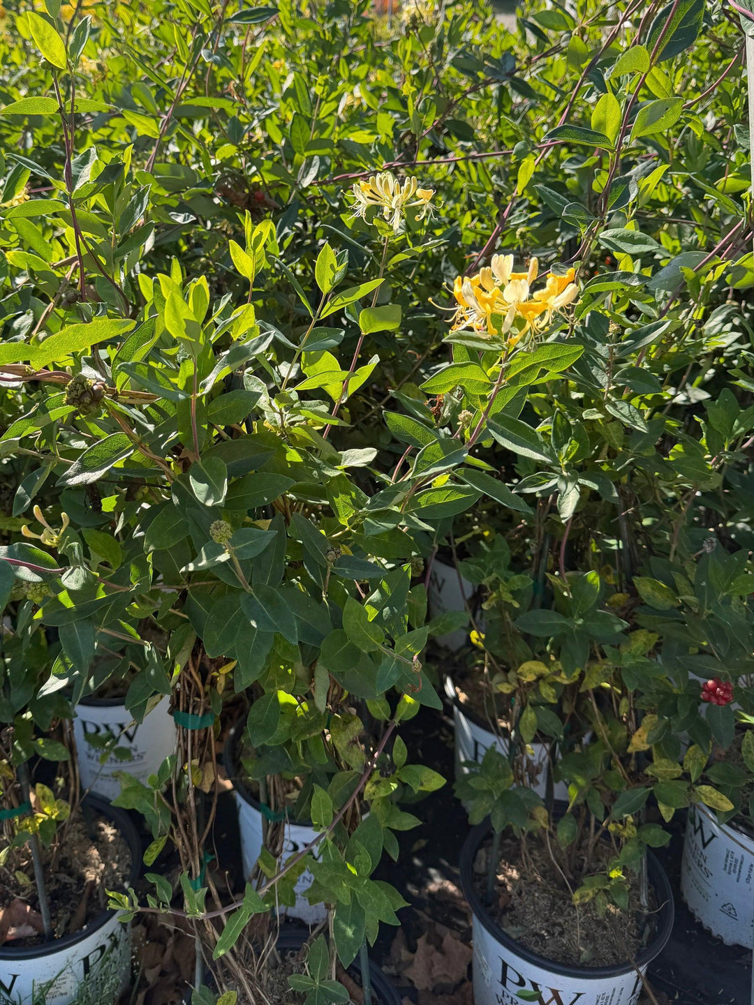 Scentsation Honeysuckle