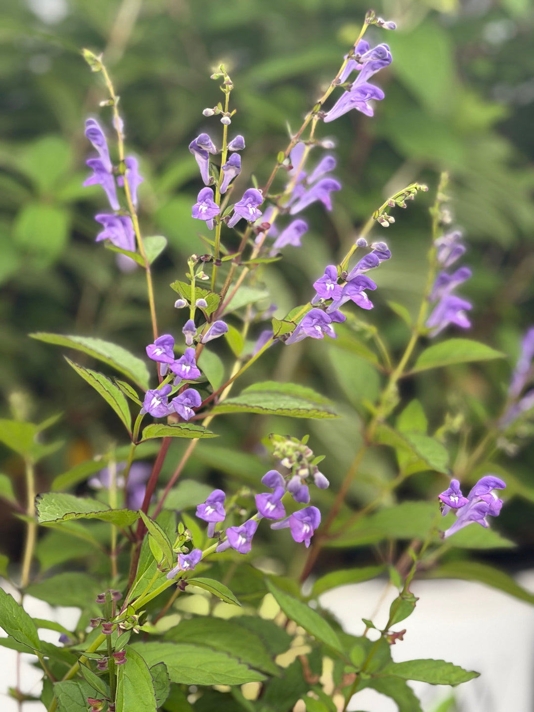 bumblebee bluse skullcap |Spotswood Greenery