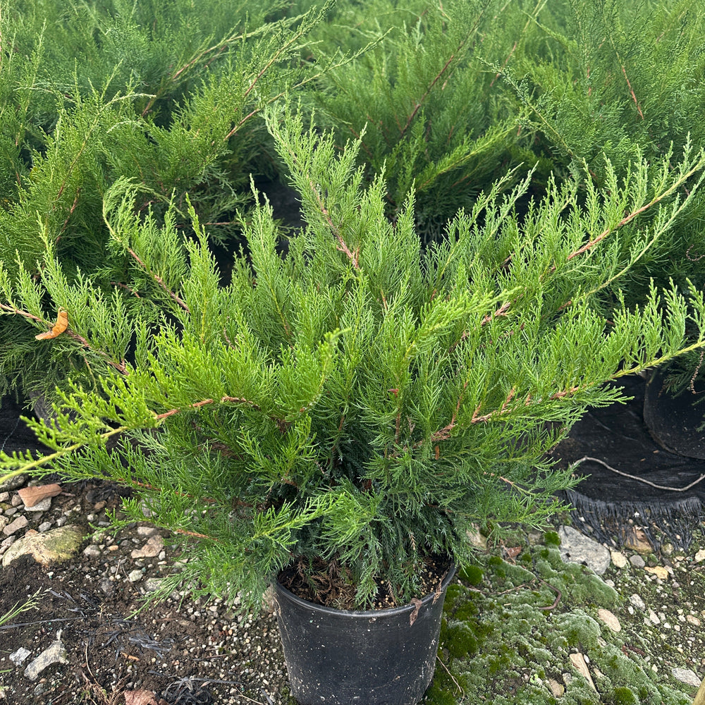 Sea Green Juniper |Spotswood Greenery