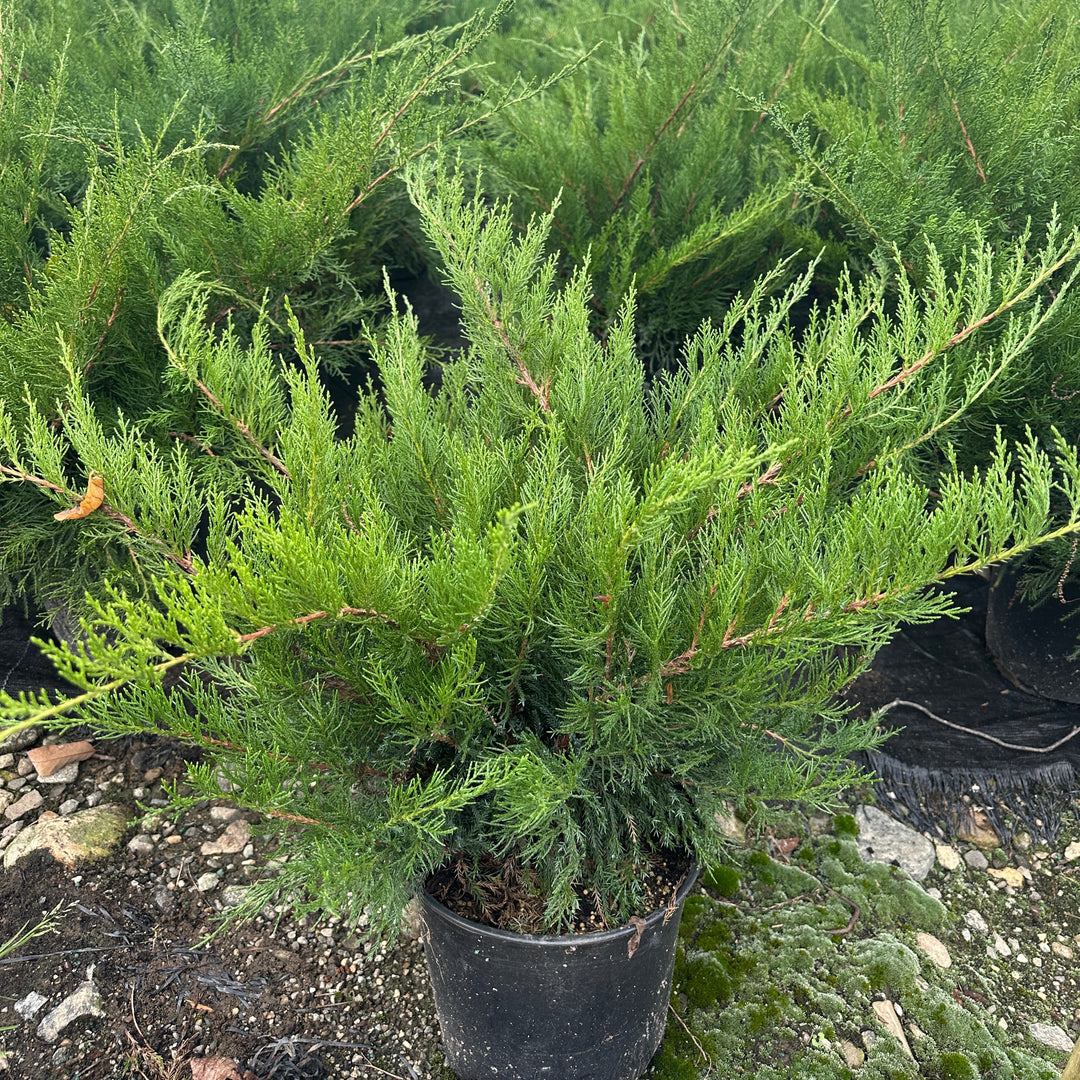 Sea Green Juniper |Spotswood Greenery