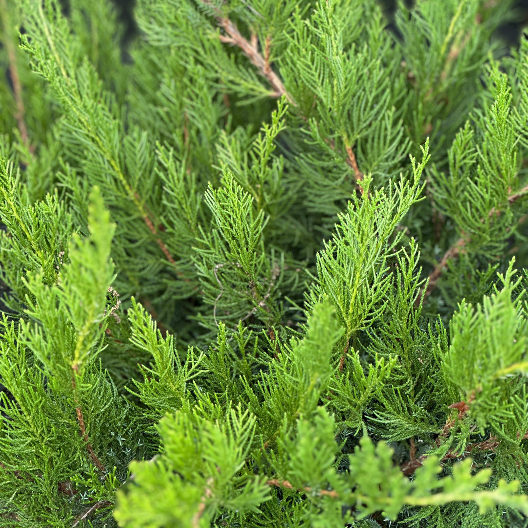 Sea Green Juniper |Spotswood Greenery