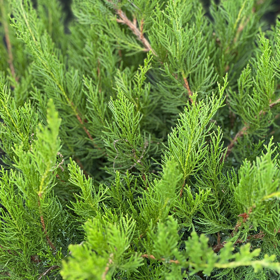 Sea Green Juniper |Spotswood Greenery