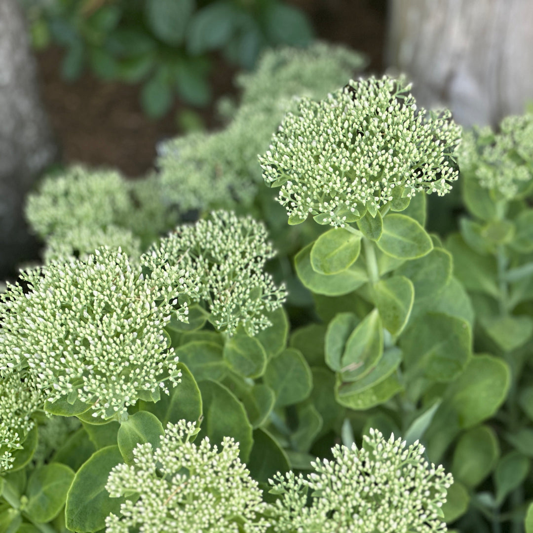 Autumn Joy Stonecrop