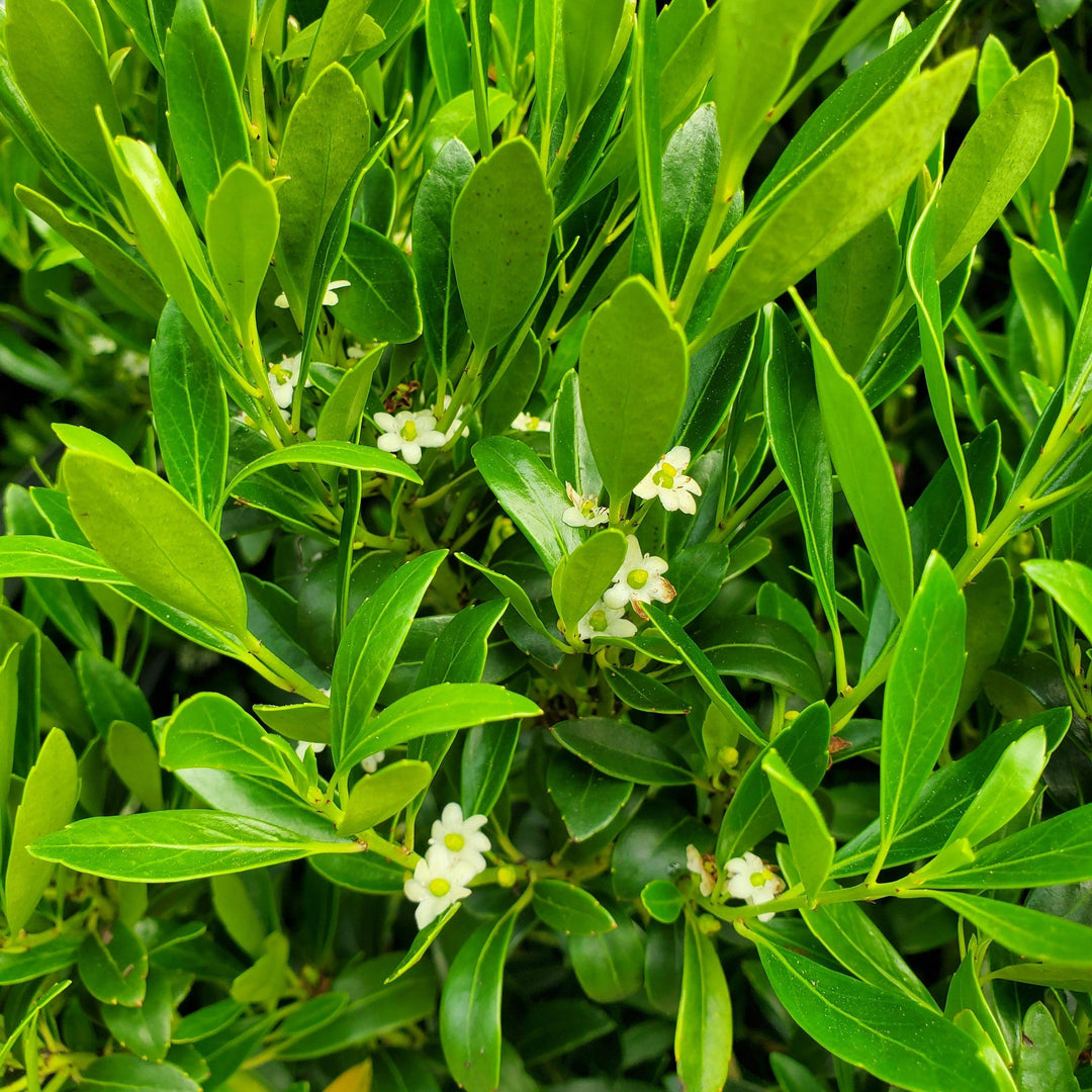 Shamrock Inkberry |Prides Corner Farms