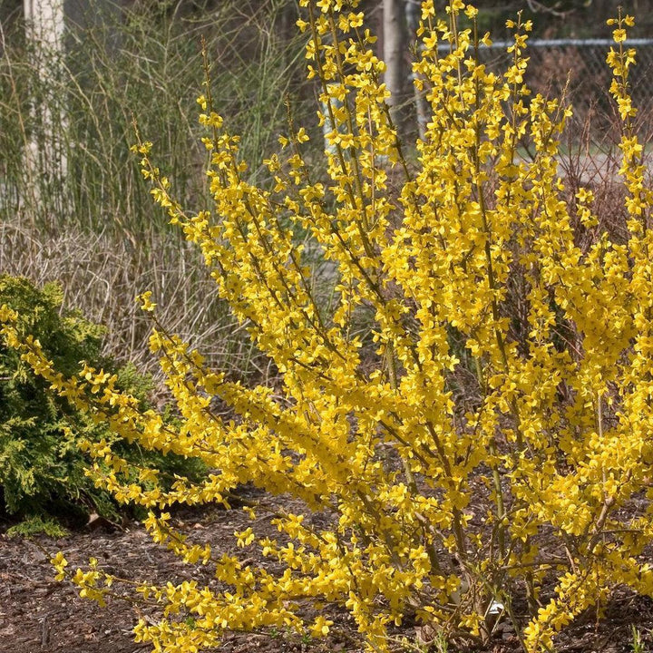 Show Off® Forsythia- | Proven Winners®