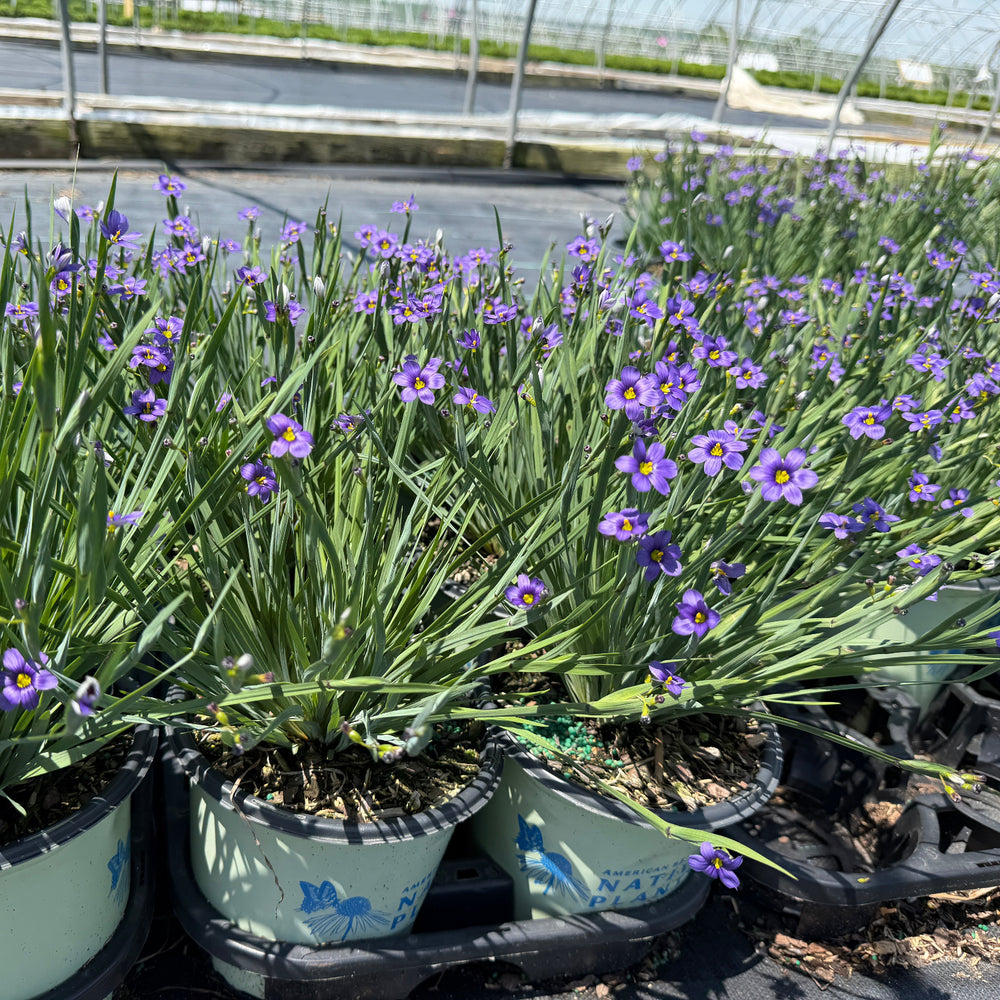 Lucerne Blue  Eyed Grass |Spotswood Greenery