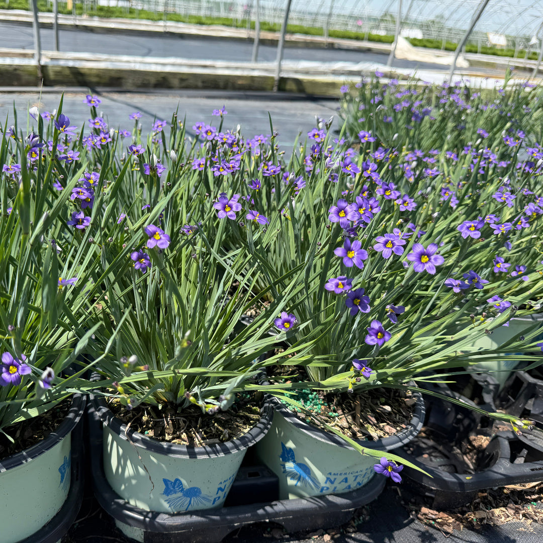 Lucerne Blue  Eyed Grass |Spotswood Greenery