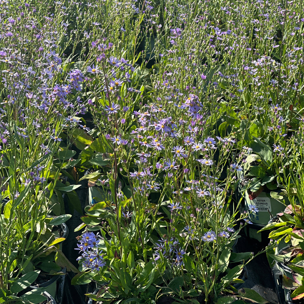 Sky Blue Aster |Spotswood Greenery