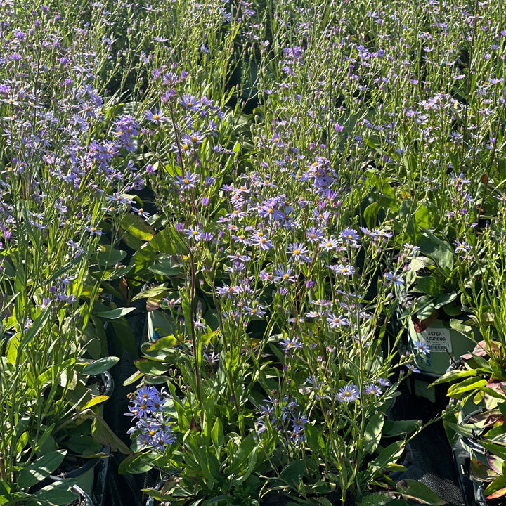 Sky Blue Aster |Spotswood Greenery