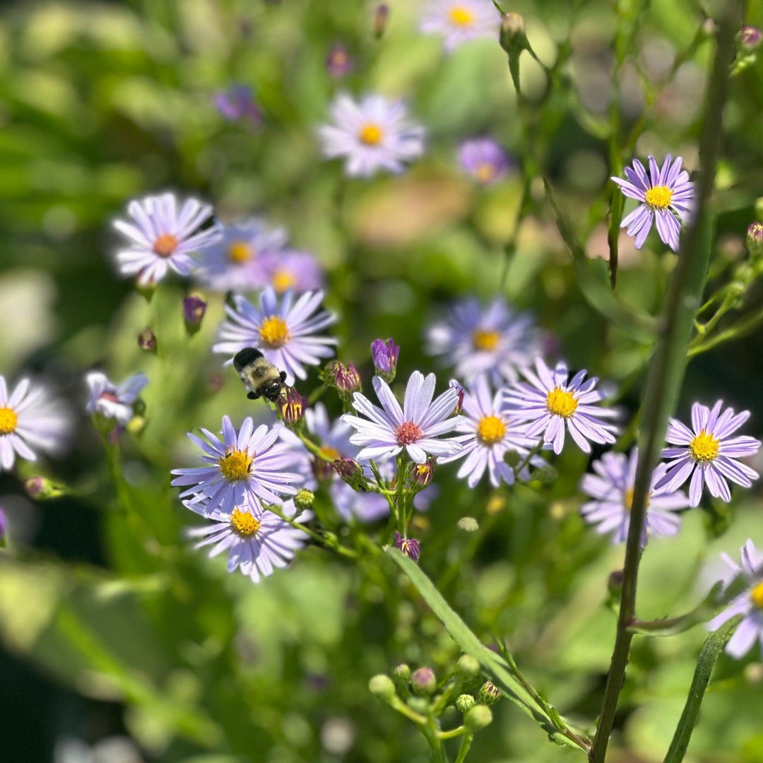 Sky Blue Aster |Spotswood Greenery