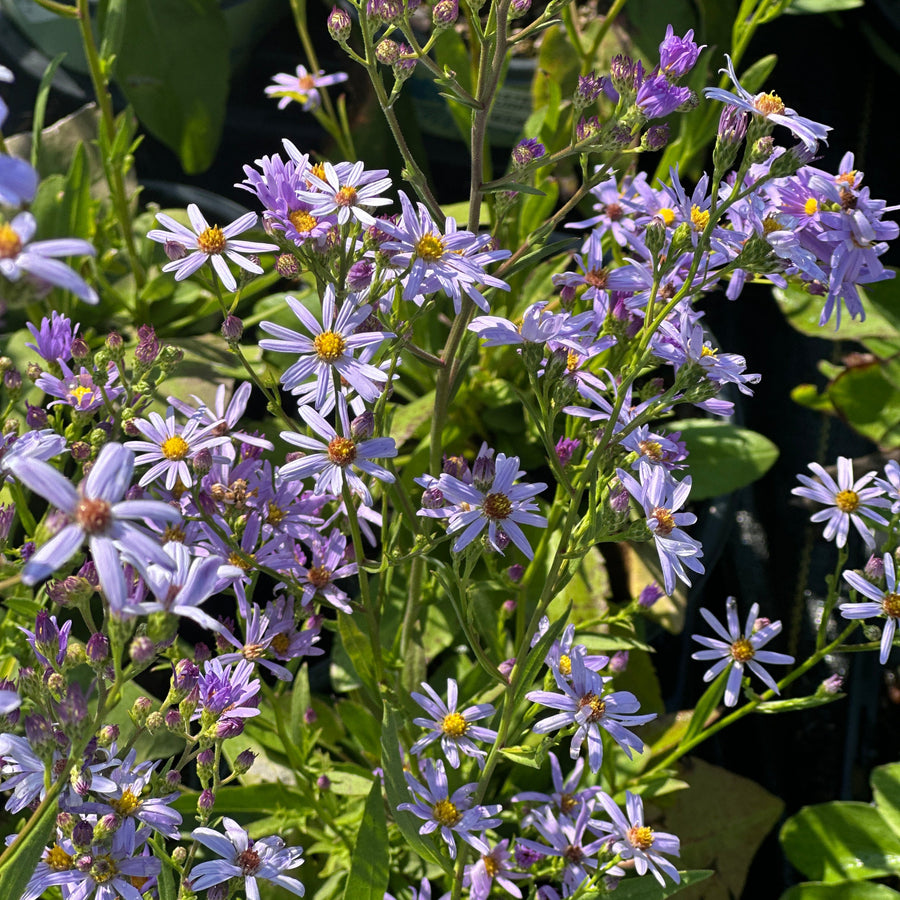 Sky Blue Aster |Spotswood Greenery