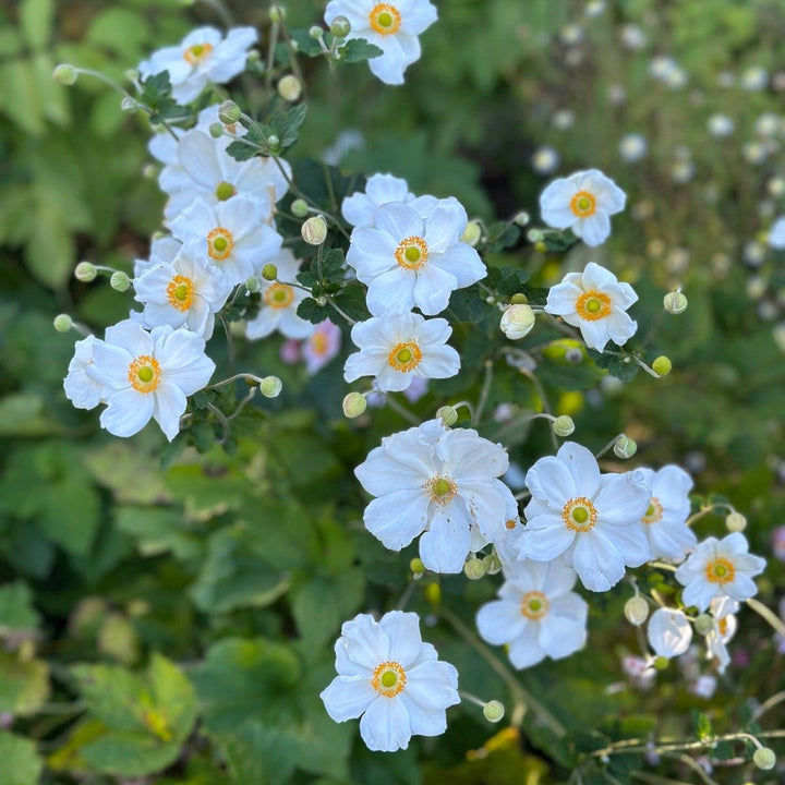 Snow Angel Windflower |Spotswood Greenery