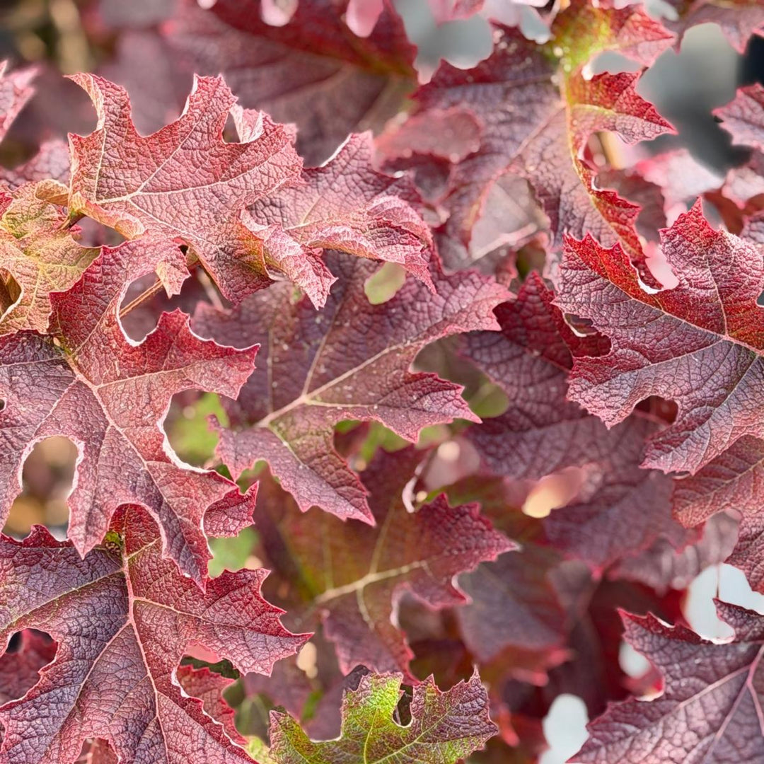 Snow Queen® Oakleaf Hydrangea |Spotswood Greenery