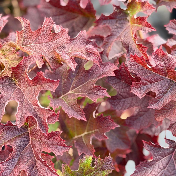 Snow Queen® Oakleaf Hydrangea |Spotswood Greenery