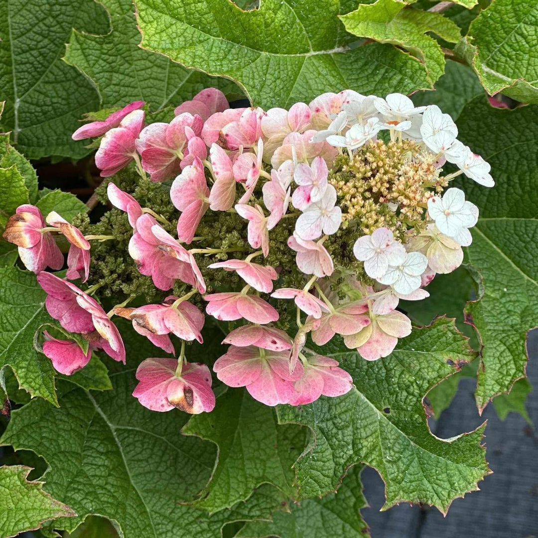 Snow Queen® Oakleaf Hydrangea |Spotswood Greenery