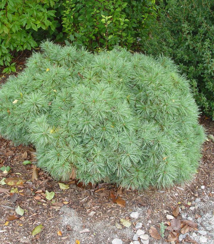 Soft Touch Dwarf White Pine |Prides Corner Farms