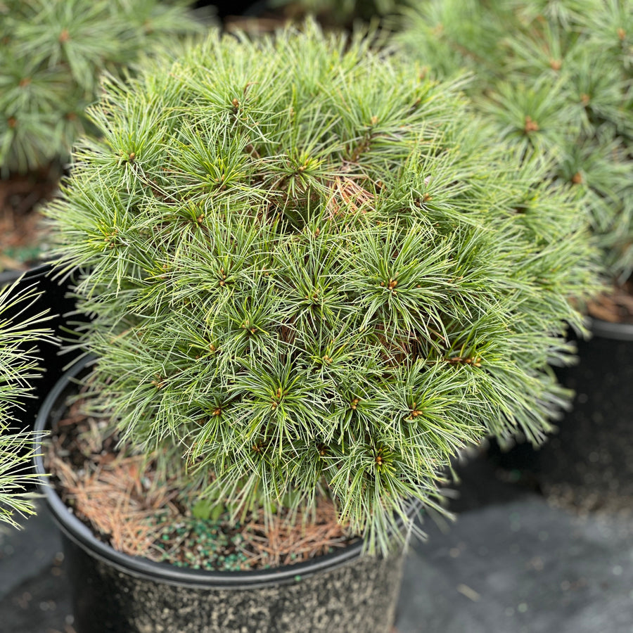 Soft Touch Dwarf White Pine |Spotswood Greenery