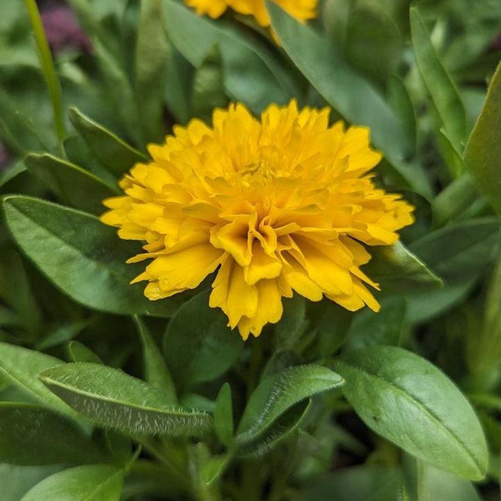Solanna™ Golden Sphere Tickseed |Prides Corner Farms