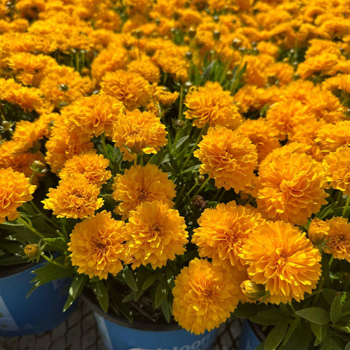 Solanna™ Golden Sphere Tickseed |Spotswood Greenery