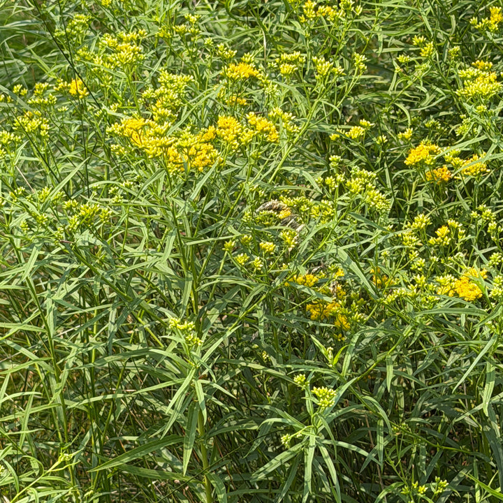 grass leaved goldenrod |Spotswood Greenery
