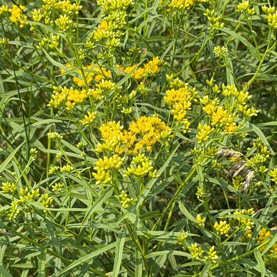 grass leaved goldenrod |Spotswood Greenery