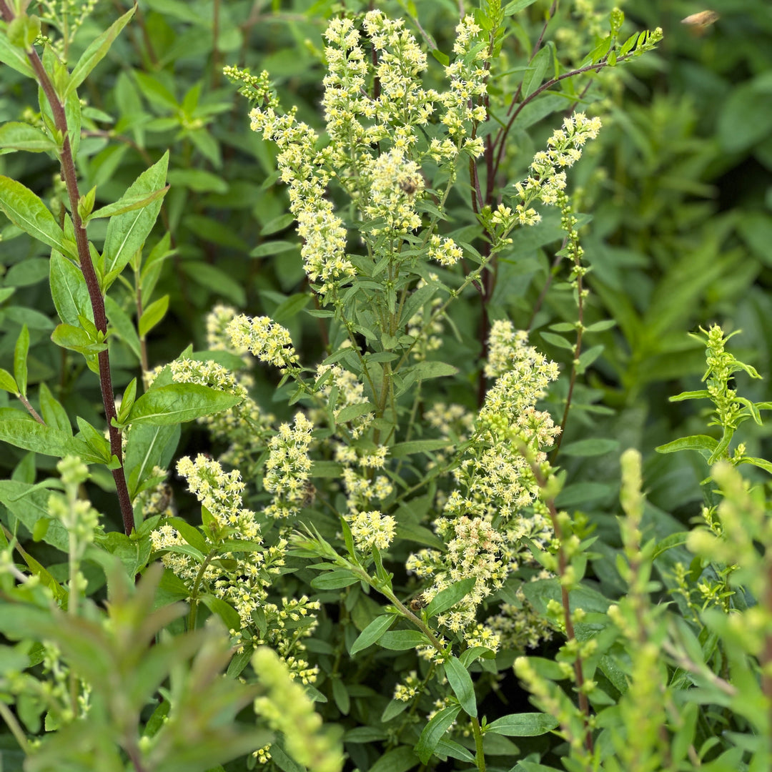 Silverrod / White Goldenrod