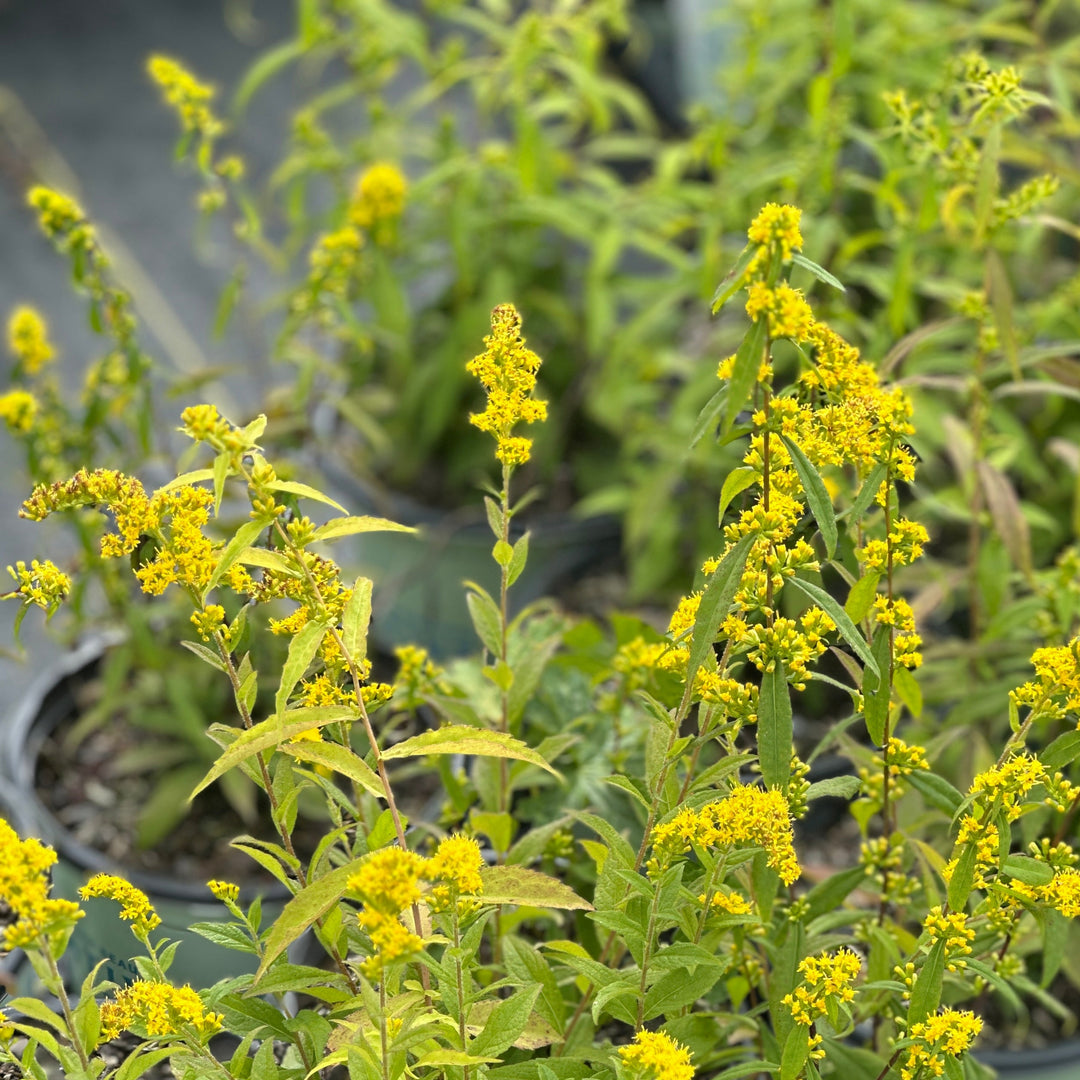 Blue Stem Goldenrod