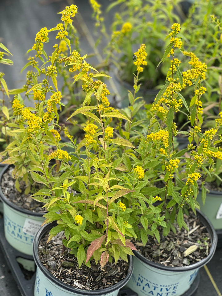 Blue Stem Goldenrod
