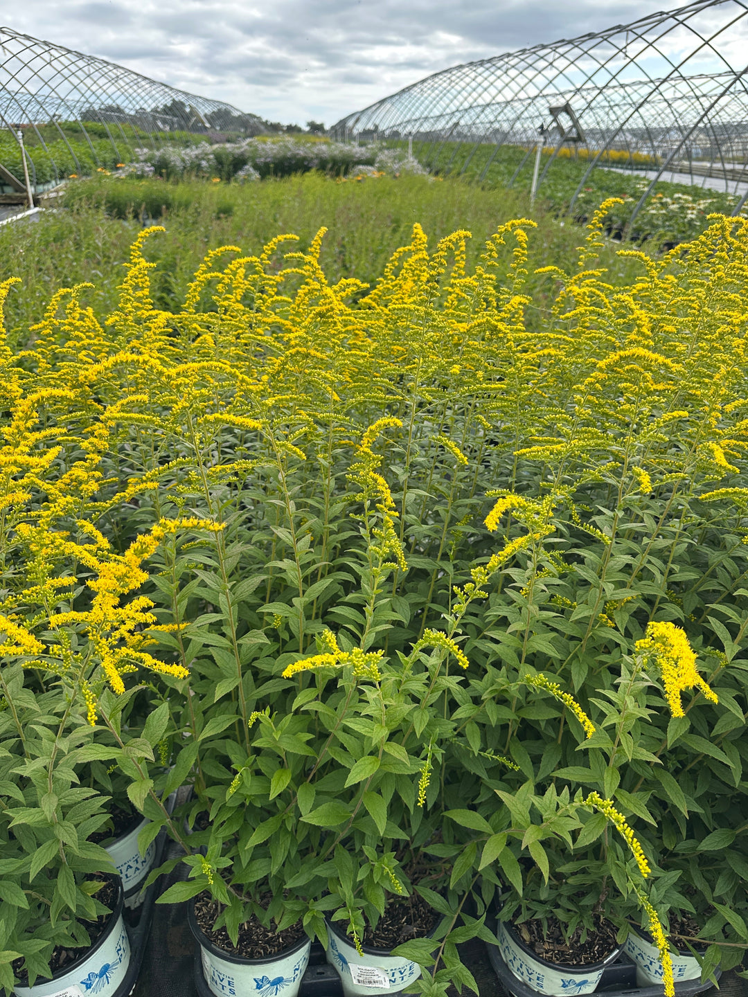Fireworks Goldenrod