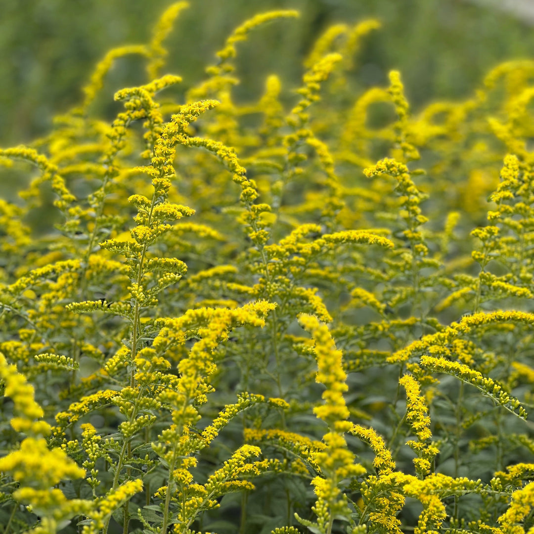 Wrinkleleaf Goldenrod