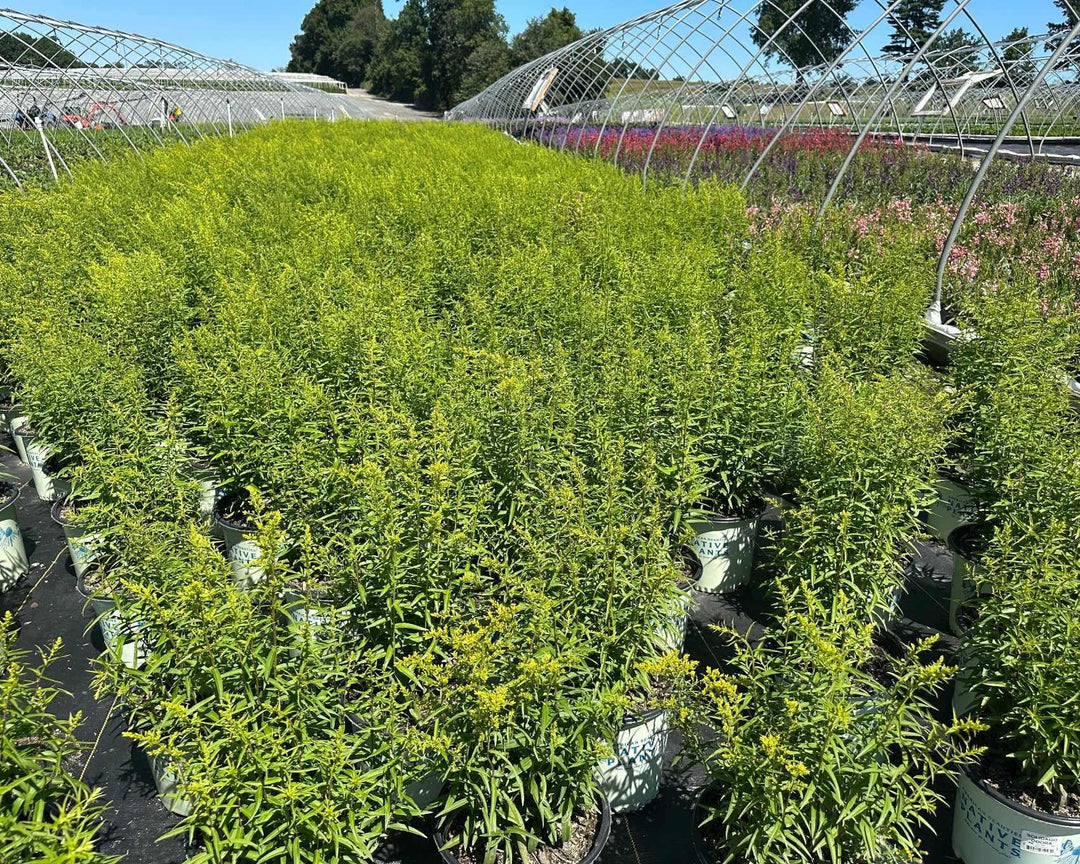 Sweet Goldenrod
