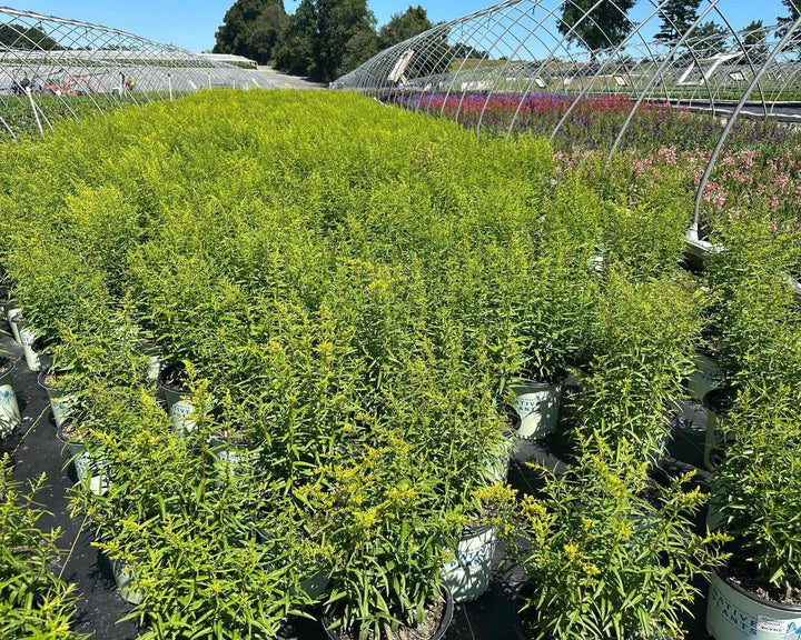 Sweet Goldenrod