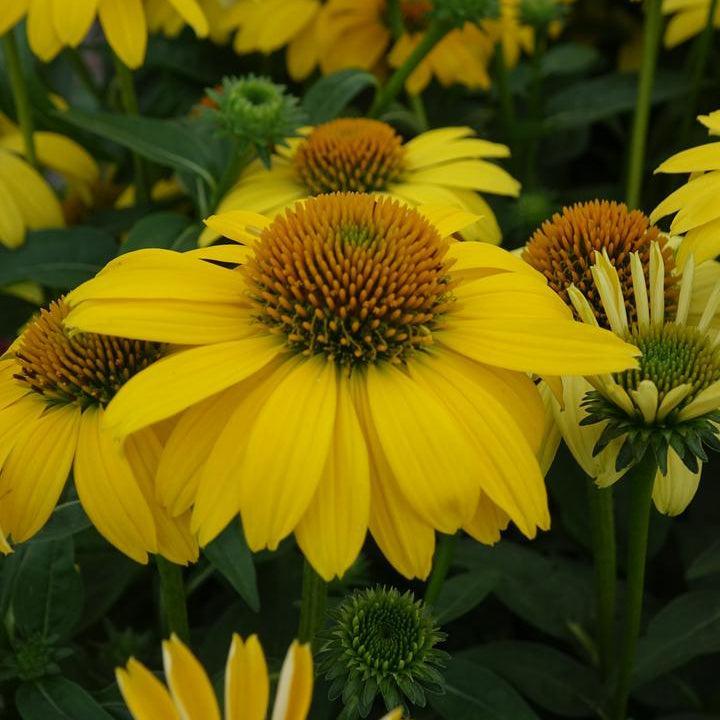 Sombrero® Lemon Yellow Improved Cone Flower |Prides Corner Farms