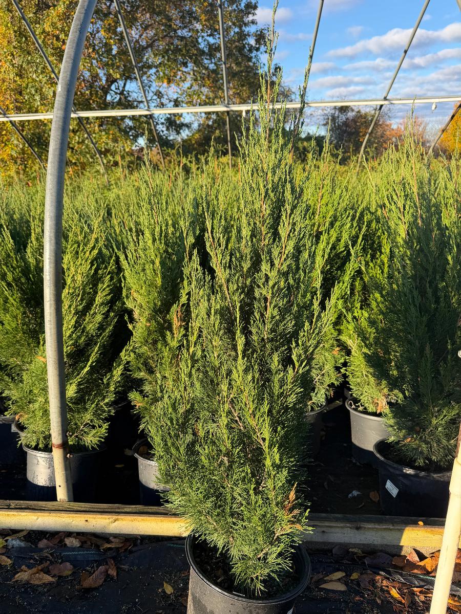 Spartan Juniper |Spotswood Greenery