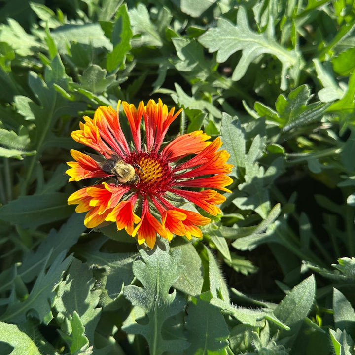 Spintop® Copper Sun Blanketflower |Spotswood Greenery