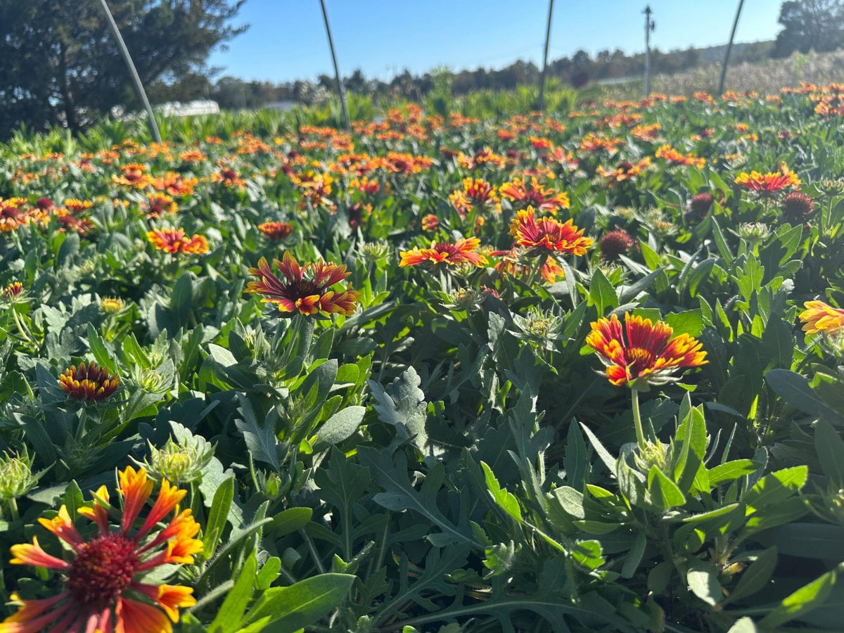 Spintop® Copper Sun Blanketflower |Spotswood Greenery