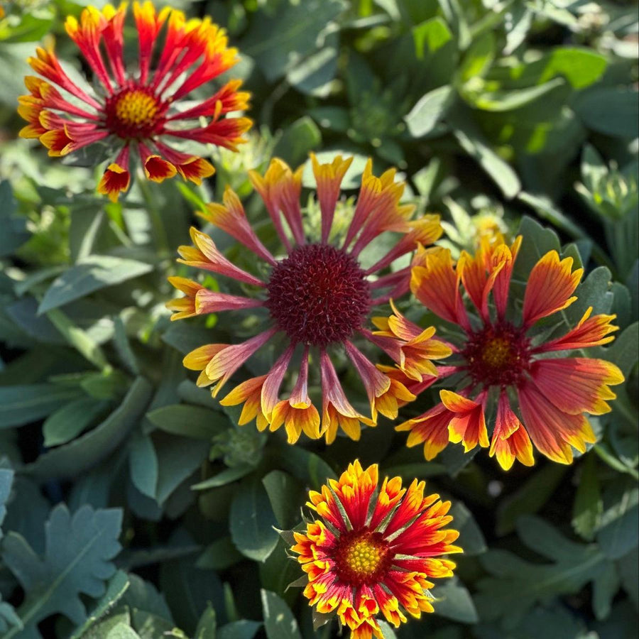Spintop® Copper Sun Blanketflower |Spotswood Greenery