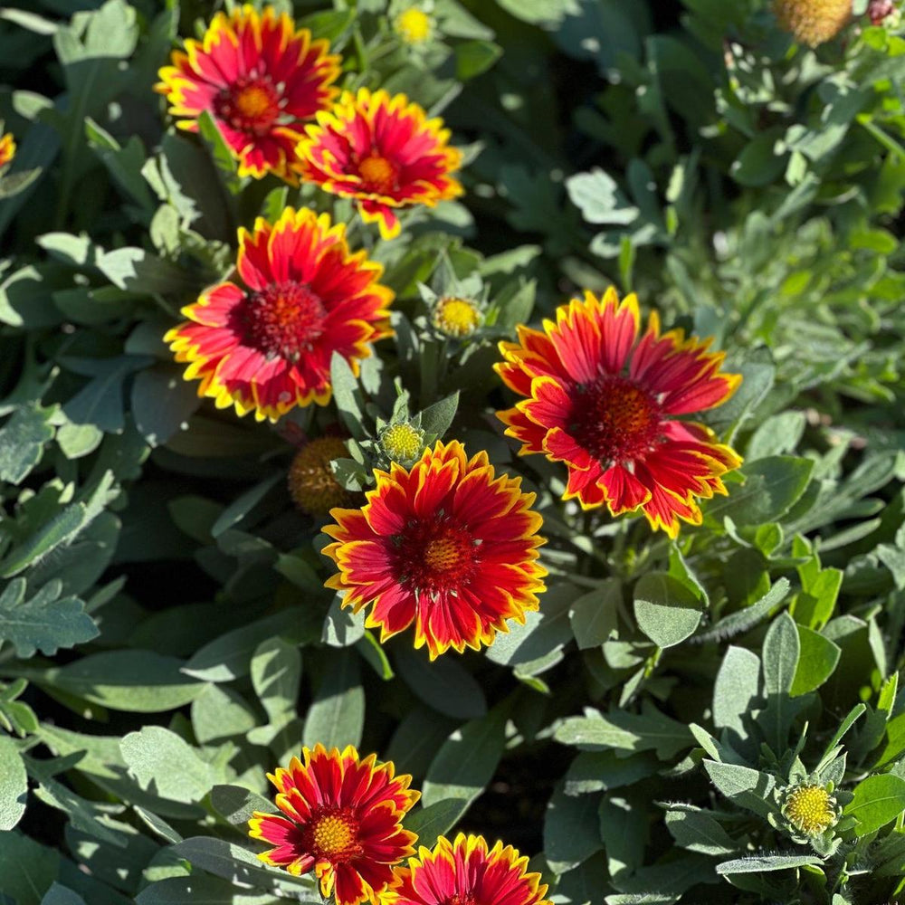Spintop® Orange Halo Blanket Flower |Spotswood Greenery