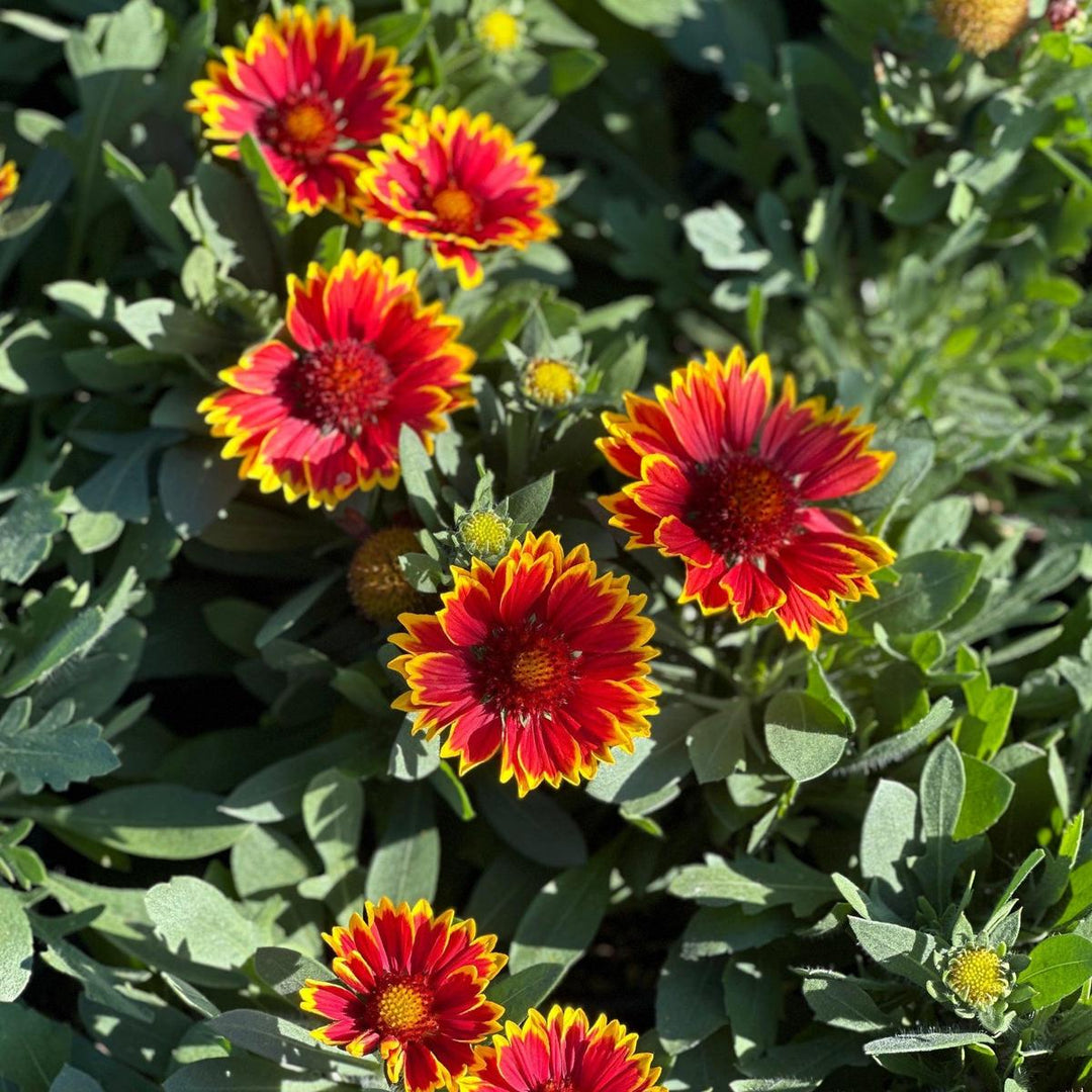 Spintop® Orange Halo Blanket Flower |Spotswood Greenery