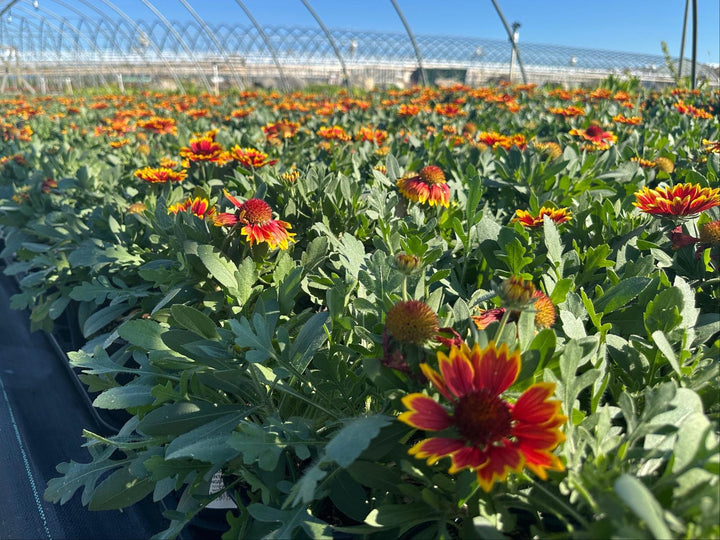 Spintop® Orange Halo Blanket Flower |Spotswood Greenery