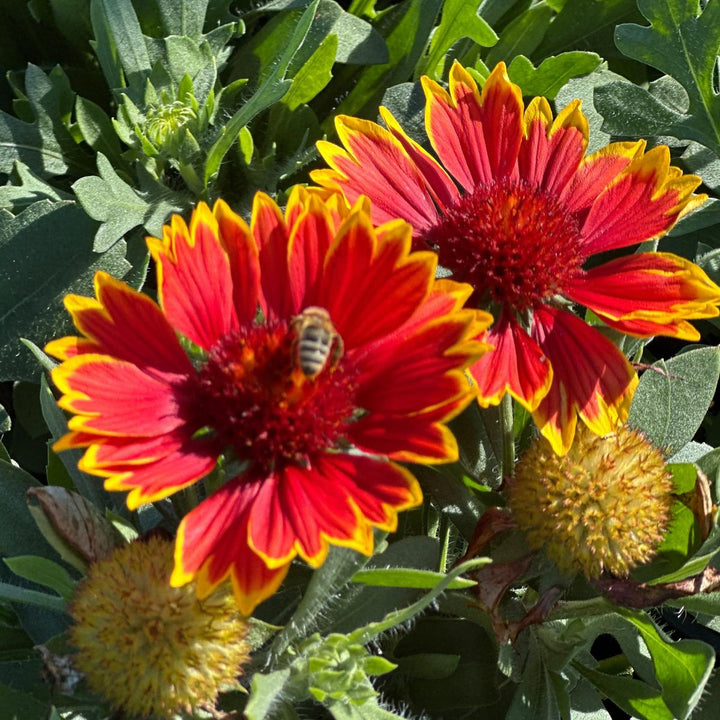 Spintop® Orange Halo Blanket Flower |Spotswood Greenery