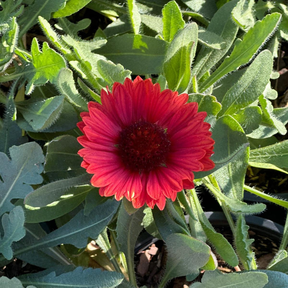 SpinTop® Red Blanket Flower |Spotswood Greenery
