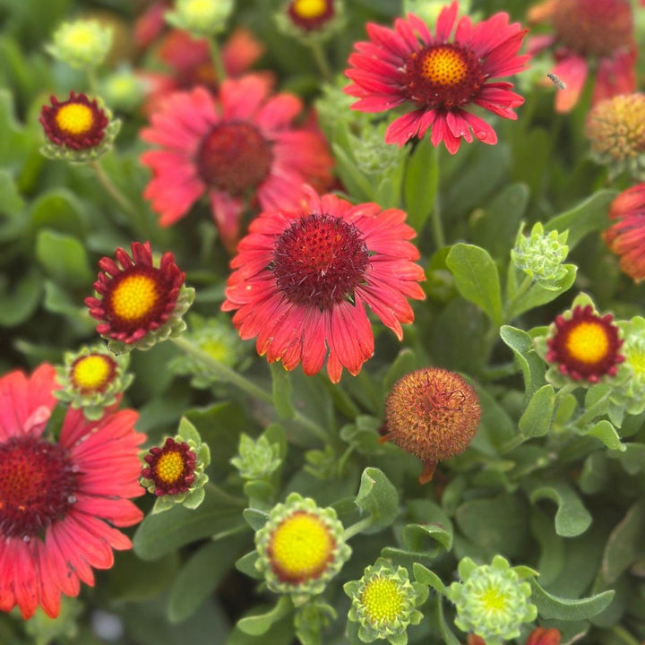 SpinTop® Red Blanket Flower |Spotswood Greenery