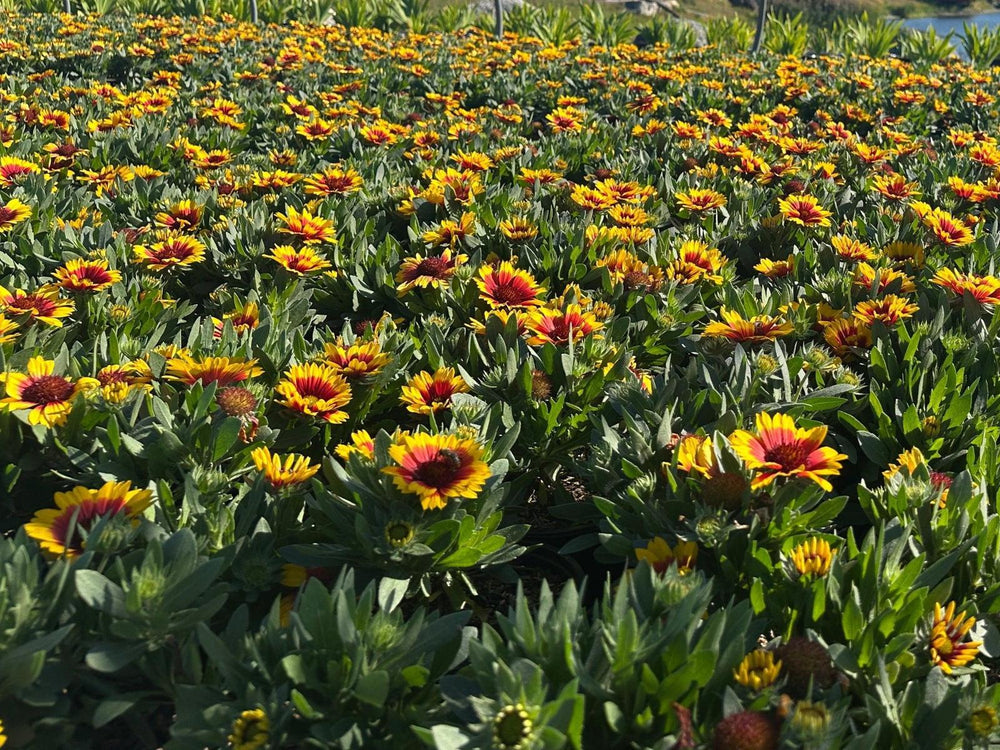 Spintop® 'Red Starburst' Blanket Flower |Spotswood Greenery