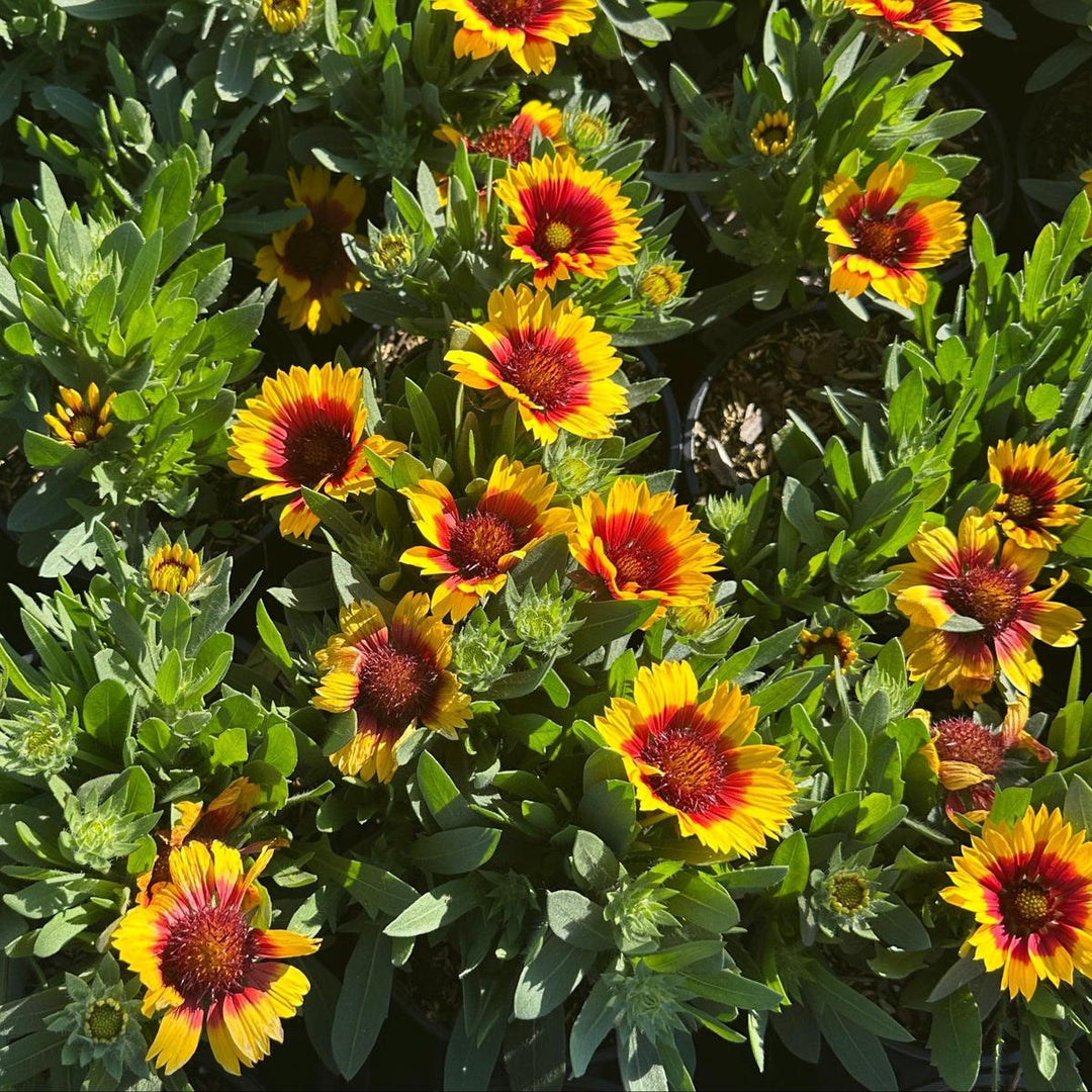Spintop® 'Red Starburst' Blanket Flower |Spotswood Greenery